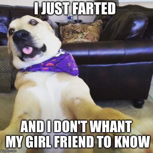 Funny dog meme | I JUST FARTED; AND I DON'T WHANT MY GIRL FRIEND TO KNOW | image tagged in funny dog meme | made w/ Imgflip meme maker