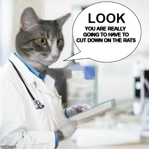 Doctors orders | LOOK; YOU ARE REALLY GOING TO HAVE TO CUT DOWN ON THE RATS | image tagged in cat,doctor,doctor and patient,health,healthcare,rats | made w/ Imgflip meme maker