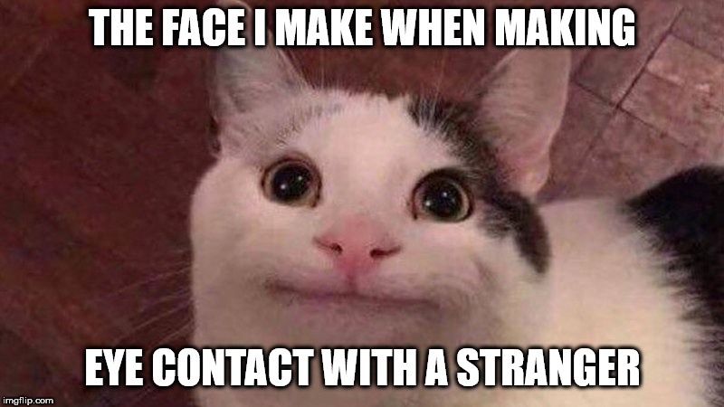 THE FACE I MAKE WHEN MAKING; EYE CONTACT WITH A STRANGER | image tagged in funny cats | made w/ Imgflip meme maker