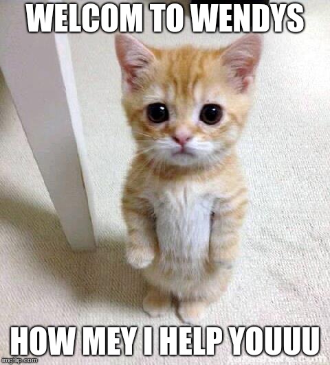 Cute Cat | WELCOM TO WENDYS; HOW MEY I HELP YOUUU | image tagged in memes,cute cat | made w/ Imgflip meme maker