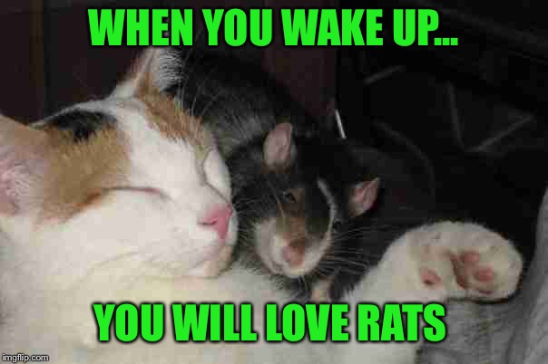 WHEN YOU WAKE UP... YOU WILL LOVE RATS | made w/ Imgflip meme maker