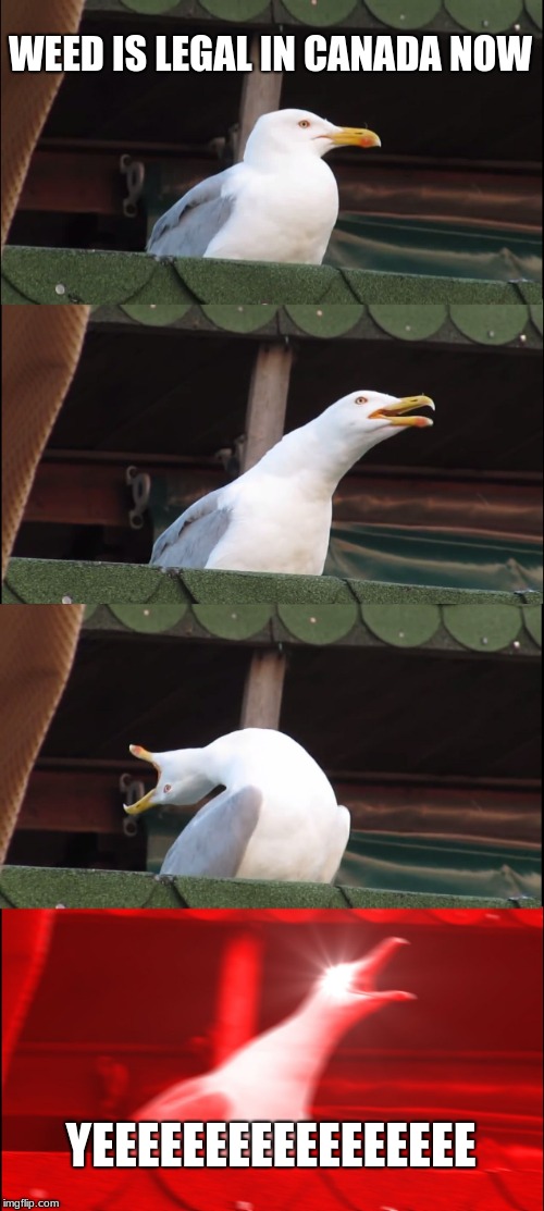 Inhaling Seagull Meme | WEED IS LEGAL IN CANADA NOW; YEEEEEEEEEEEEEEEEE | image tagged in memes,inhaling seagull | made w/ Imgflip meme maker