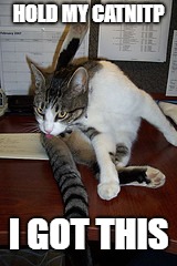 cat licking butt | HOLD MY CATNITP; I GOT THIS | image tagged in cat licking butt | made w/ Imgflip meme maker