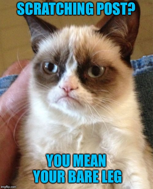 Grumpy Cat Meme | SCRATCHING POST? YOU MEAN YOUR BARE LEG | image tagged in memes,grumpy cat | made w/ Imgflip meme maker