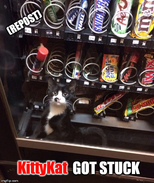 Repost week | (REPOST); GOT STUCK; KittyKat | image tagged in repost week,pipe_picasso,cute kitten,stuck,vending machine | made w/ Imgflip meme maker