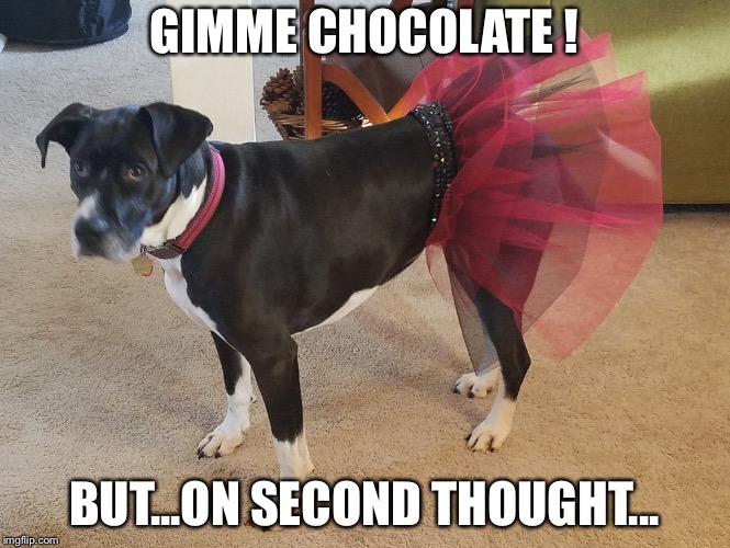 Choco...not good for doggies | GIMME CHOCOLATE ! BUT...ON SECOND THOUGHT... | image tagged in babymetal dog | made w/ Imgflip meme maker