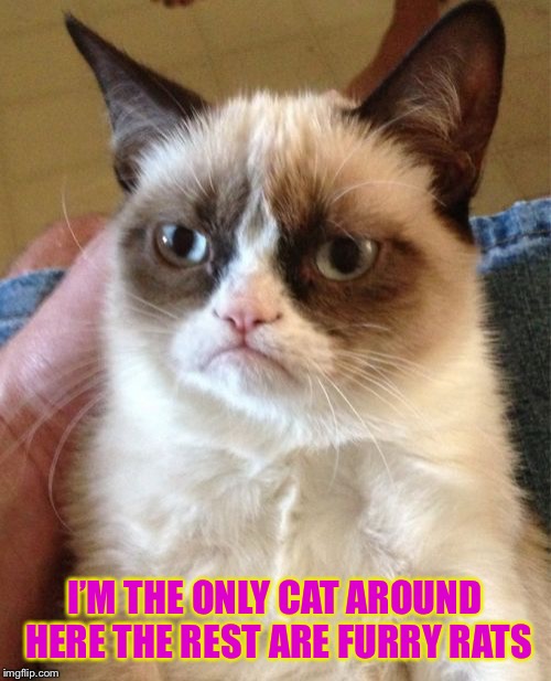 Grumpy Cat Meme | I’M THE ONLY CAT AROUND HERE THE REST ARE FURRY RATS | image tagged in memes,grumpy cat | made w/ Imgflip meme maker