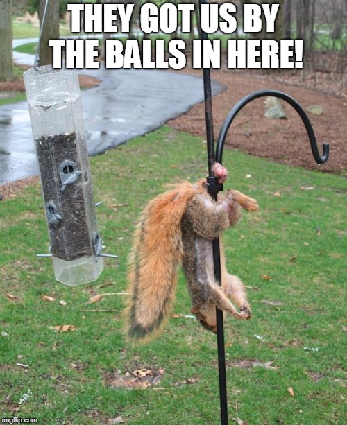 Squirrel NUTs  | THEY GOT US BY THE BALLS IN HERE! | image tagged in squirrel nuts | made w/ Imgflip meme maker