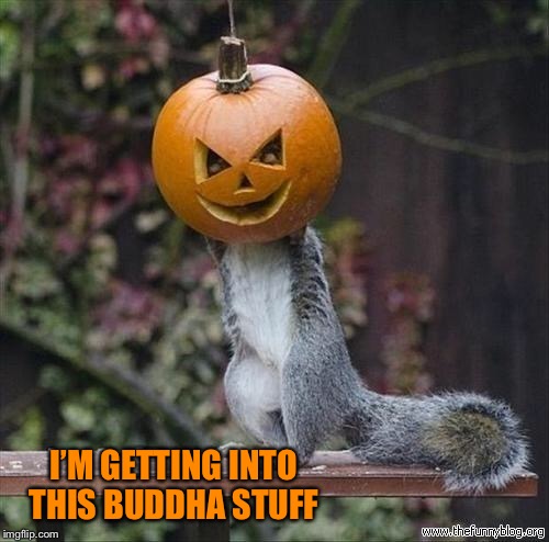 Pumpkin Squirrel | I’M GETTING INTO THIS BUDDHA STUFF | image tagged in pumpkin squirrel | made w/ Imgflip meme maker