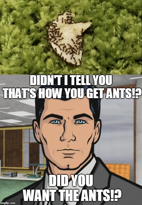 ANTS!!! | DIDN'T I TELL YOU THAT'S HOW YOU GET ANTS!? DID YOU WANT THE ANTS!? | image tagged in ants,archer | made w/ Imgflip meme maker