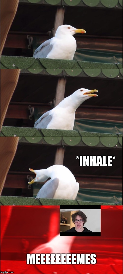 MEEEEEEEEEEEEEEMES! | *INHALE*; MEEEEEEEEMES | image tagged in memes,inhaling seagull | made w/ Imgflip meme maker