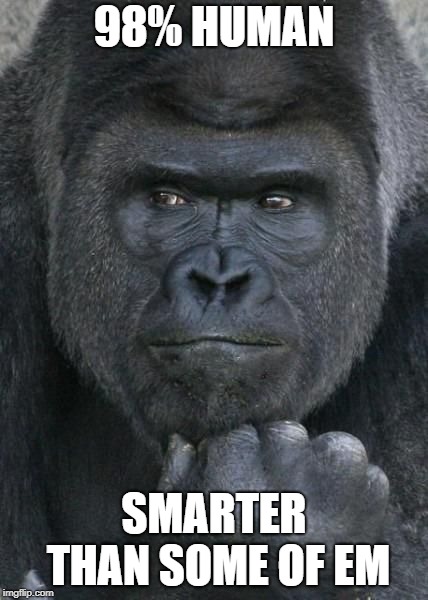 Handsome Gorilla | 98% HUMAN; SMARTER THAN SOME OF EM | image tagged in handsome gorilla | made w/ Imgflip meme maker