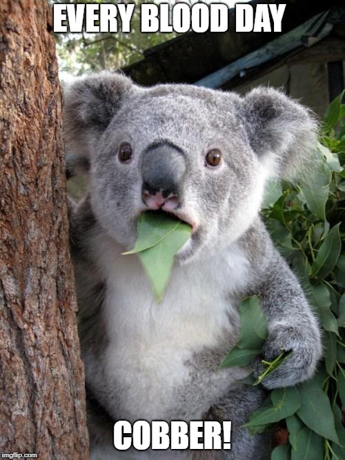 Surprised Koala Meme | EVERY BLOOD DAY COBBER! | image tagged in memes,surprised koala | made w/ Imgflip meme maker