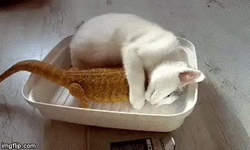 Friends | image tagged in gifs,cats,iguana,friends | made w/ Imgflip video-to-gif maker
