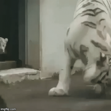 Surprise  | image tagged in gifs,cats,big cats,cats stream,tiger,google images | made w/ Imgflip video-to-gif maker