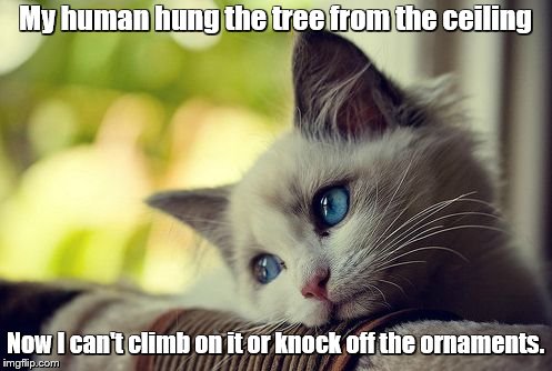 First World Problems Cat Meme | My human hung the tree from the ceiling Now I can't climb on it or knock off the ornaments. | image tagged in memes,first world problems cat | made w/ Imgflip meme maker