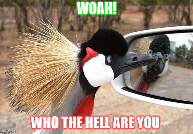 OMG ITS YOUU!! | WOAH! WHO THE HELL ARE YOU | image tagged in its you,birds,f life | made w/ Imgflip meme maker