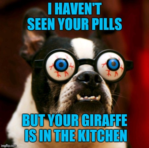 Sudden Clarity Dog | I HAVEN'T SEEN YOUR PILLS BUT YOUR GIRAFFE IS IN THE KITCHEN | image tagged in x is in the x | made w/ Imgflip meme maker