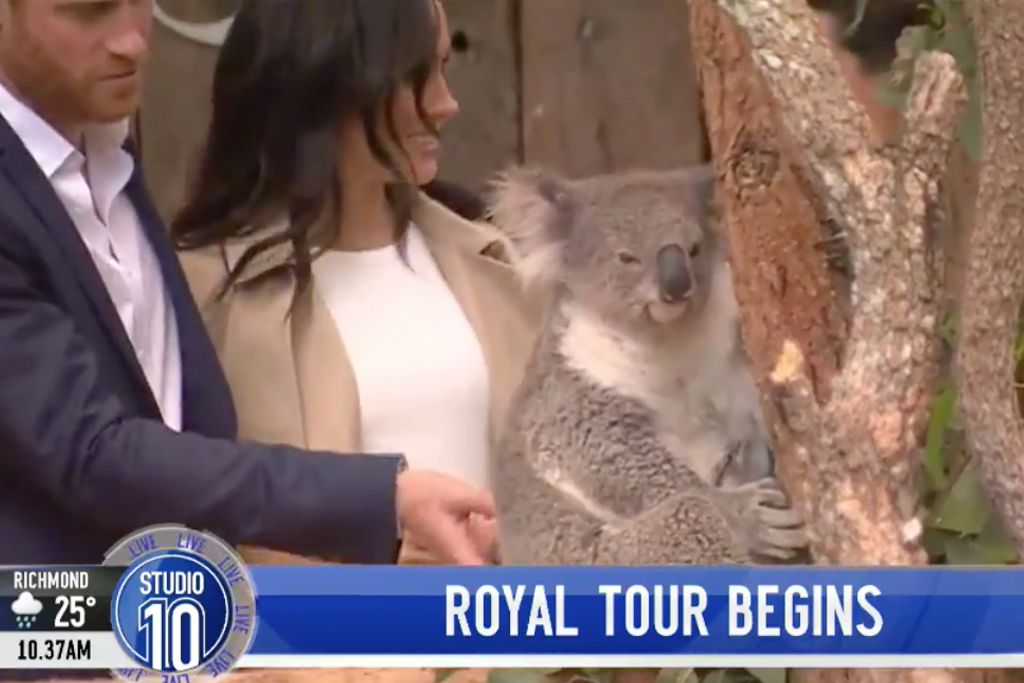 High Quality Royal Koala Blank Meme Template