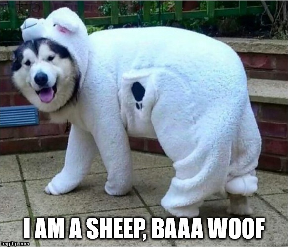 A dog is sheeps clothing | I AM A SHEEP, BAAA WOOF | image tagged in wolf sheep clothing,funny meme,dog,frontpage | made w/ Imgflip meme maker