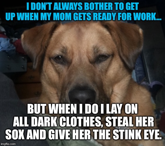 Gunner | I DON’T ALWAYS BOTHER TO GET UP WHEN MY MOM GETS READY FOR WORK... BUT WHEN I DO I LAY ON ALL DARK CLOTHES, STEAL HER SOX AND GIVE HER THE STINK EYE. | image tagged in gunner | made w/ Imgflip meme maker
