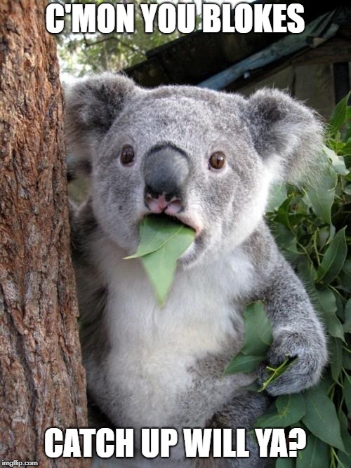 Surprised Koala Meme | C'MON YOU BLOKES CATCH UP WILL YA? | image tagged in memes,surprised koala | made w/ Imgflip meme maker