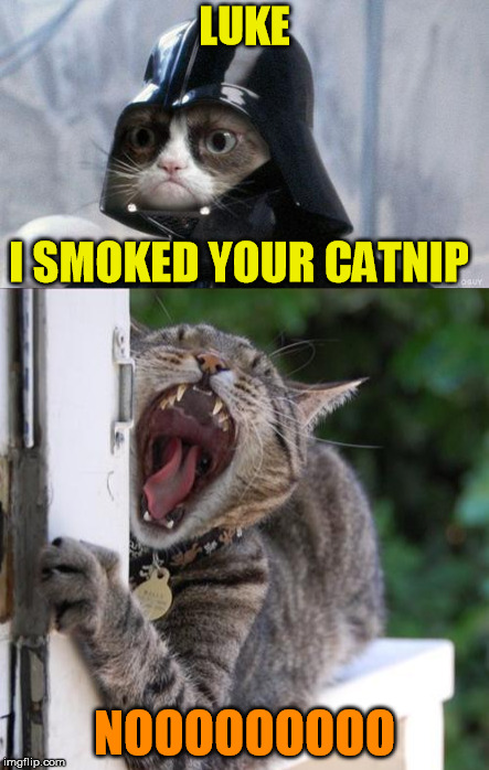 I find your lack of catnip disturbing | LUKE; I SMOKED YOUR CATNIP; NOOOOOOOOO | image tagged in grumpy cat star wars,catnip,meme | made w/ Imgflip meme maker