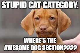 Disappointed Dog | STUPID CAT CATEGORY. WHERE'S THE AWESOME DOG SECTION???? | image tagged in disappointed dog | made w/ Imgflip meme maker