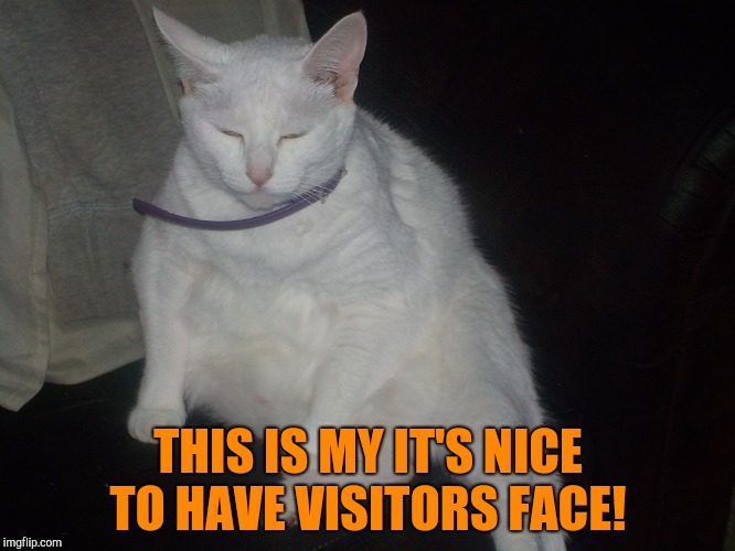 Oh you can't stay! How tragic! | THIS IS MY IT'S NICE TO HAVE VISITORS FACE! | image tagged in snowball,cranky cat | made w/ Imgflip meme maker