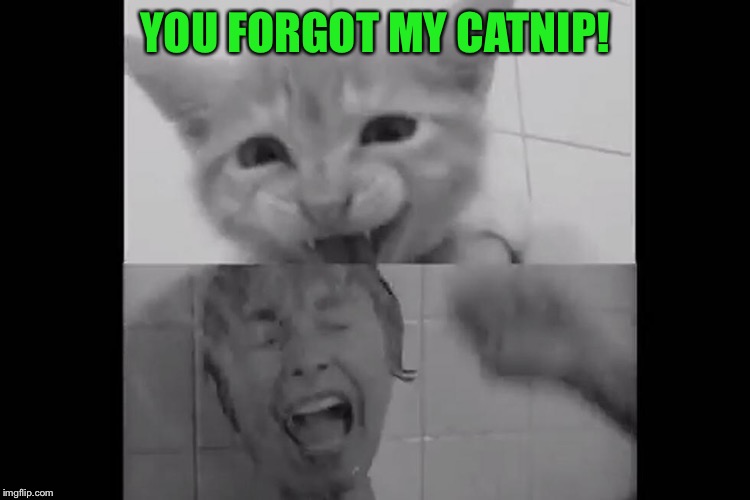 YOU FORGOT MY CATNIP! | made w/ Imgflip meme maker