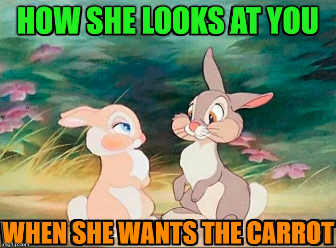 A nice double entendre meme. | HOW SHE LOOKS AT YOU; WHEN SHE WANTS THE CARROT | image tagged in memes,double entendres,funny meme,carrot,rabbits,relationship | made w/ Imgflip meme maker