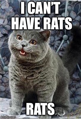 I can has cheezburger cat | I CAN’T HAVE RATS RATS | image tagged in i can has cheezburger cat | made w/ Imgflip meme maker