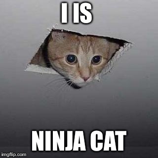 Ceiling Cat Meme | I IS NINJA CAT | image tagged in memes,ceiling cat | made w/ Imgflip meme maker