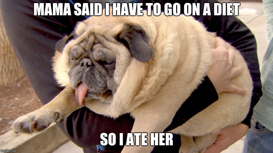 fat pug | MAMA SAID I HAVE TO GO ON A DIET; SO I ATE HER | image tagged in fat pug | made w/ Imgflip meme maker