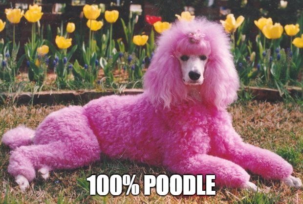 Poodle | 100% POODLE | image tagged in poodle | made w/ Imgflip meme maker