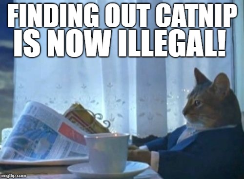 This is not fake news!  | FINDING OUT CATNIP; IS NOW ILLEGAL! | image tagged in memes,i should buy a boat cat,cats,cat,news,breaking news | made w/ Imgflip meme maker