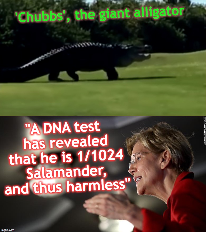 'Chubbs', the giant alligator; "A DNA test has revealed that he is 1/1024 Salamander, and thus harmless" | image tagged in alligator,monster,elizabeth warren,dna | made w/ Imgflip meme maker
