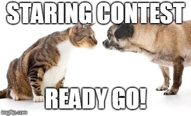 dog and cat | STARING CONTEST; READY GO! | image tagged in dog and cat | made w/ Imgflip meme maker