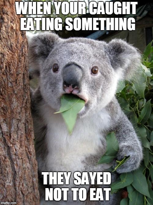 Surprised Koala Meme | WHEN YOUR CAUGHT EATING SOMETHING; THEY SAYED NOT TO EAT | image tagged in memes,surprised koala | made w/ Imgflip meme maker