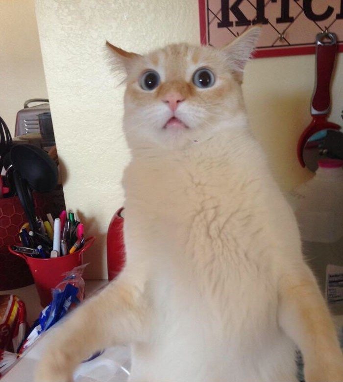 you did what!? Blank Meme Template