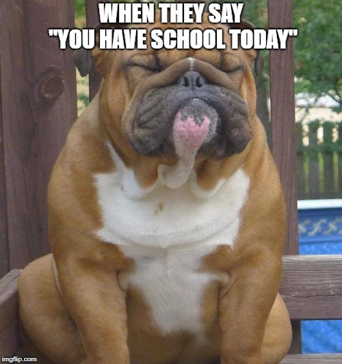 English bull dog | WHEN THEY SAY "YOU HAVE SCHOOL TODAY" | image tagged in english bull dog | made w/ Imgflip meme maker
