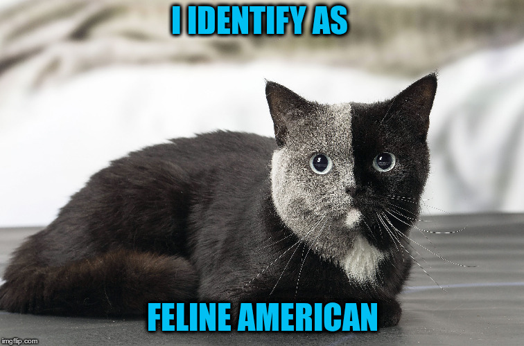 Don't misCATegorize me | I IDENTIFY AS; FELINE AMERICAN | image tagged in two tone cat | made w/ Imgflip meme maker