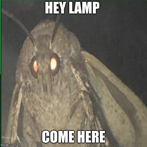 Lamp | HEY LAMP; COME HERE | image tagged in memes | made w/ Imgflip meme maker