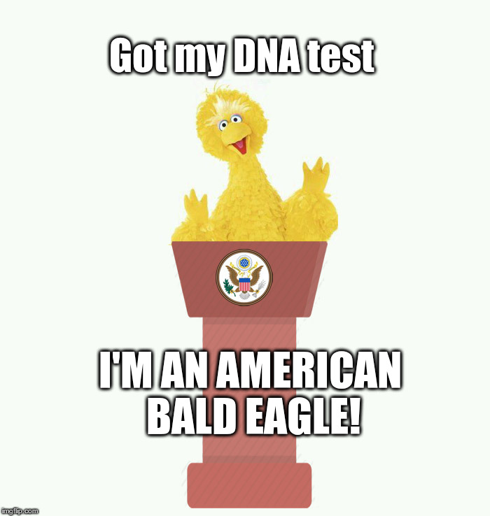 Our New National Bird? | Got my DNA test; I'M AN AMERICAN BALD EAGLE! | image tagged in big bird,american bald eagle,dna test,fly robin,fly | made w/ Imgflip meme maker