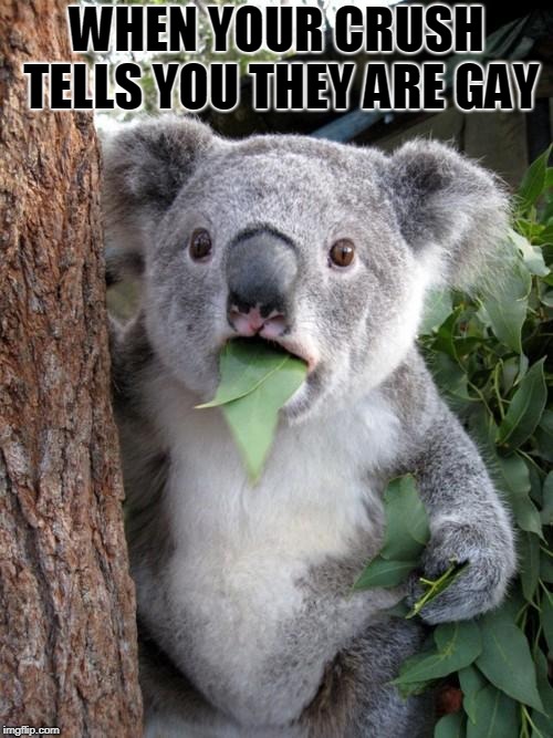 Surprised Koala | WHEN YOUR CRUSH TELLS YOU THEY ARE GAY | image tagged in memes,surprised koala | made w/ Imgflip meme maker