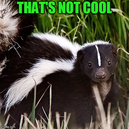 skunk | THAT'S NOT COOL | image tagged in skunk | made w/ Imgflip meme maker
