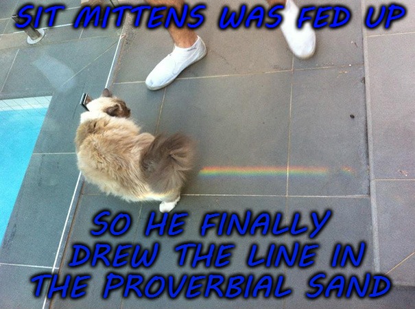 SIT MITTENS WAS FED UP; SO HE FINALLY DREW THE LINE IN THE PROVERBIAL SAND | image tagged in kitty,funny,meme,animal | made w/ Imgflip meme maker