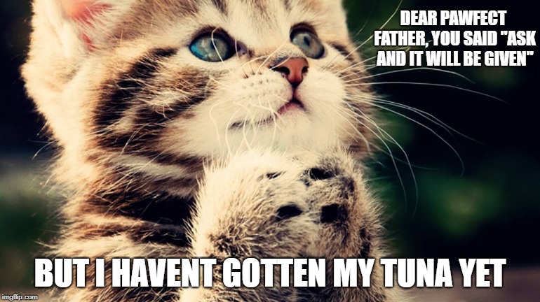 When the Bible Lies... | DEAR PAWFECT FATHER,
YOU SAID "ASK AND IT WILL BE GIVEN"; BUT I HAVENT GOTTEN MY TUNA YET | image tagged in cats | made w/ Imgflip meme maker