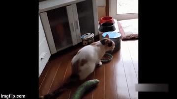 Cucumbers are scary! | image tagged in gifs,cats | made w/ Imgflip video-to-gif maker