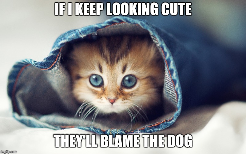  IF I KEEP LOOKING CUTE; THEY'LL BLAME THE DOG | image tagged in memes,cats,cute cat,cute | made w/ Imgflip meme maker